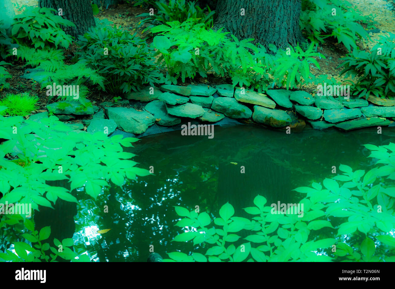 La superficie du lac avec un look couleur très vert Banque D'Images