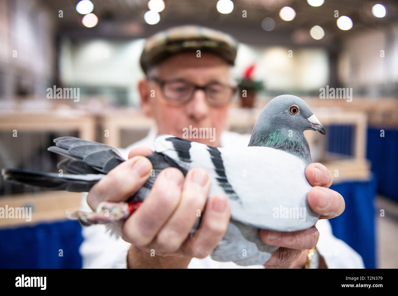 Dortmund, Allemagne. 08Th Jan, 2019. Un juge montre un pigeon à un transporteur international pigeon juste à Dortmund, en Allemagne. Crédit : Bernd Thissen/dpa/Alamy Live News Banque D'Images