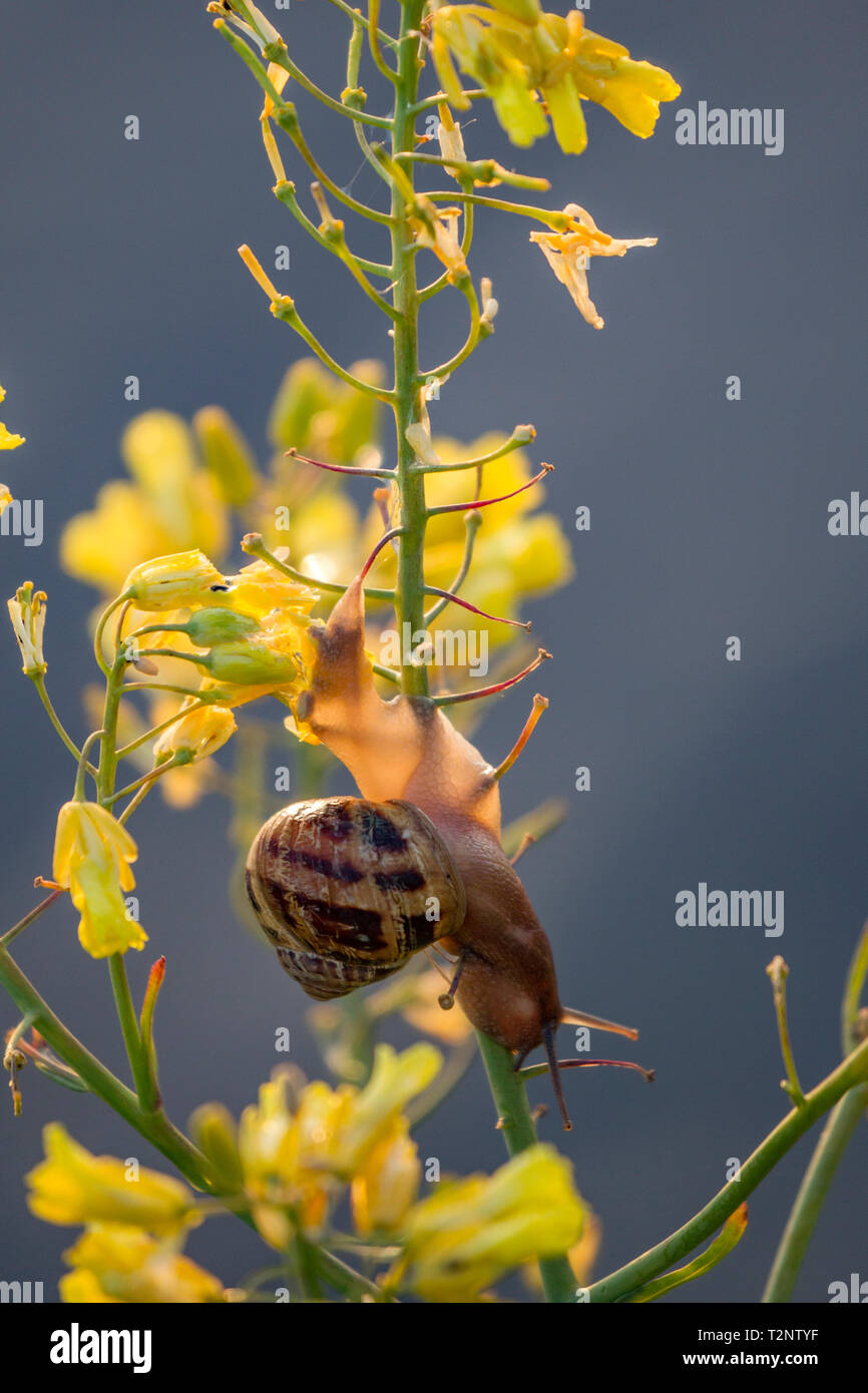 Escargot avec shell en descente de la tige de fleurs sauvages, Close up Banque D'Images
