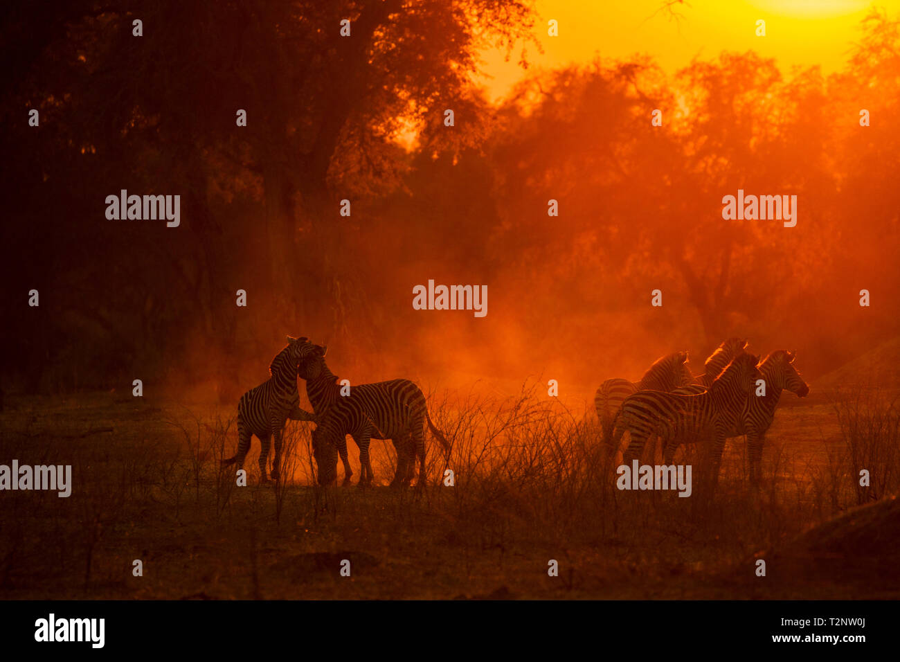 Zèbres de Burchell (Equus burchelli) dans des endroits poussiéreux Mana Pools National Park, Zimbabwe Banque D'Images