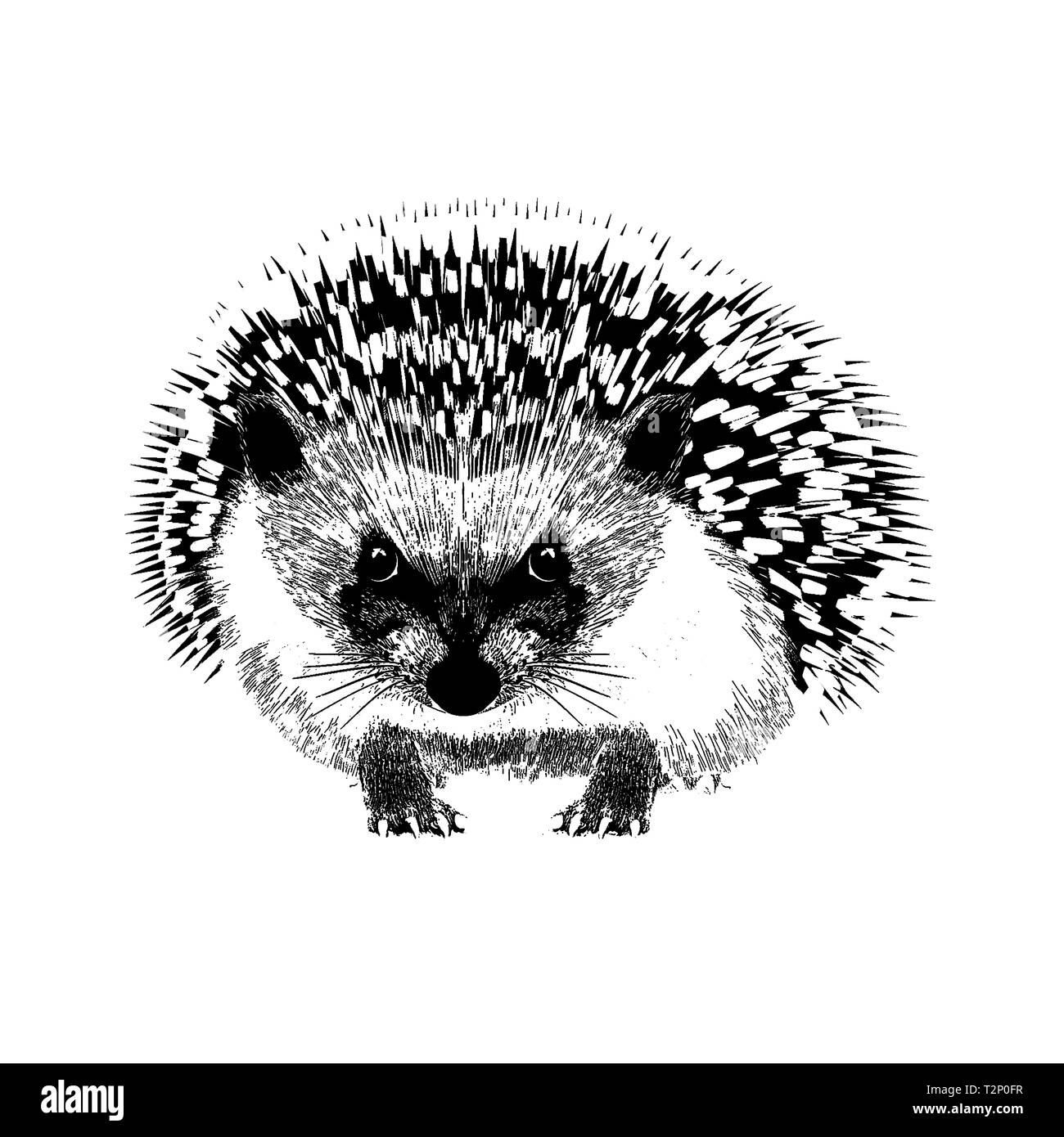 A La Main Noir Et Blanc Portrait Realiste Du Herisson Illustration Isole Sur Fond Blanc Vue Avant Composition Photo Stock Alamy
