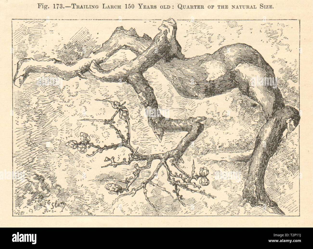 Mélèze de fuite de 150 ans. Larix sibirica Daurica, Sibérie, Russie 1885 Banque D'Images