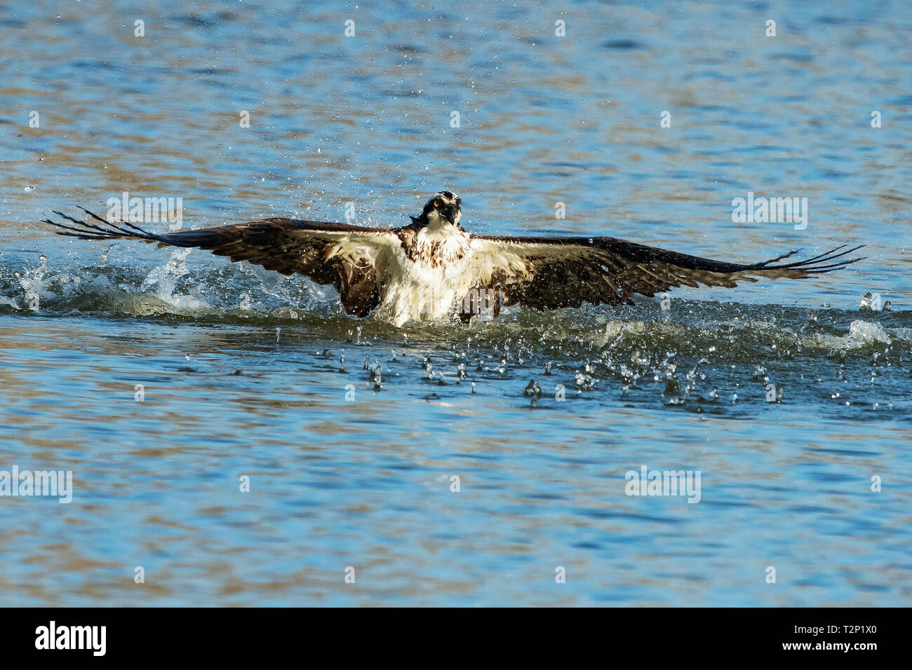 Osprey ré-émergentes à partir de l'eau après la plongée pour les poissons Banque D'Images