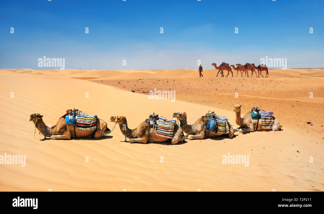 paysage-avec-des-chameaux-dans-les-dunes-de-sable-du-d-sert-du-sahara
