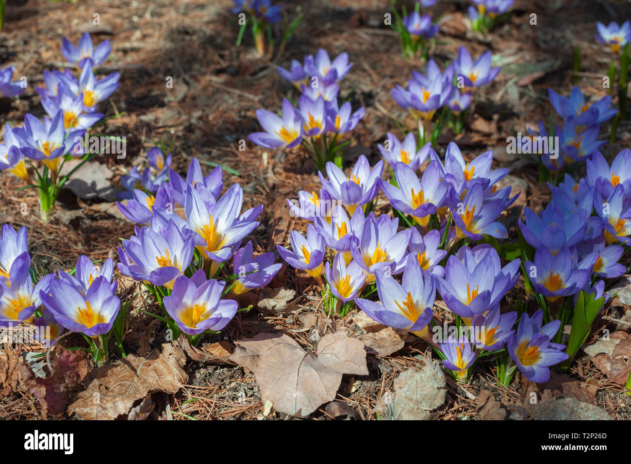 Crocus sieberi 'Tricolor' fleurit au début du printemps Banque D'Images