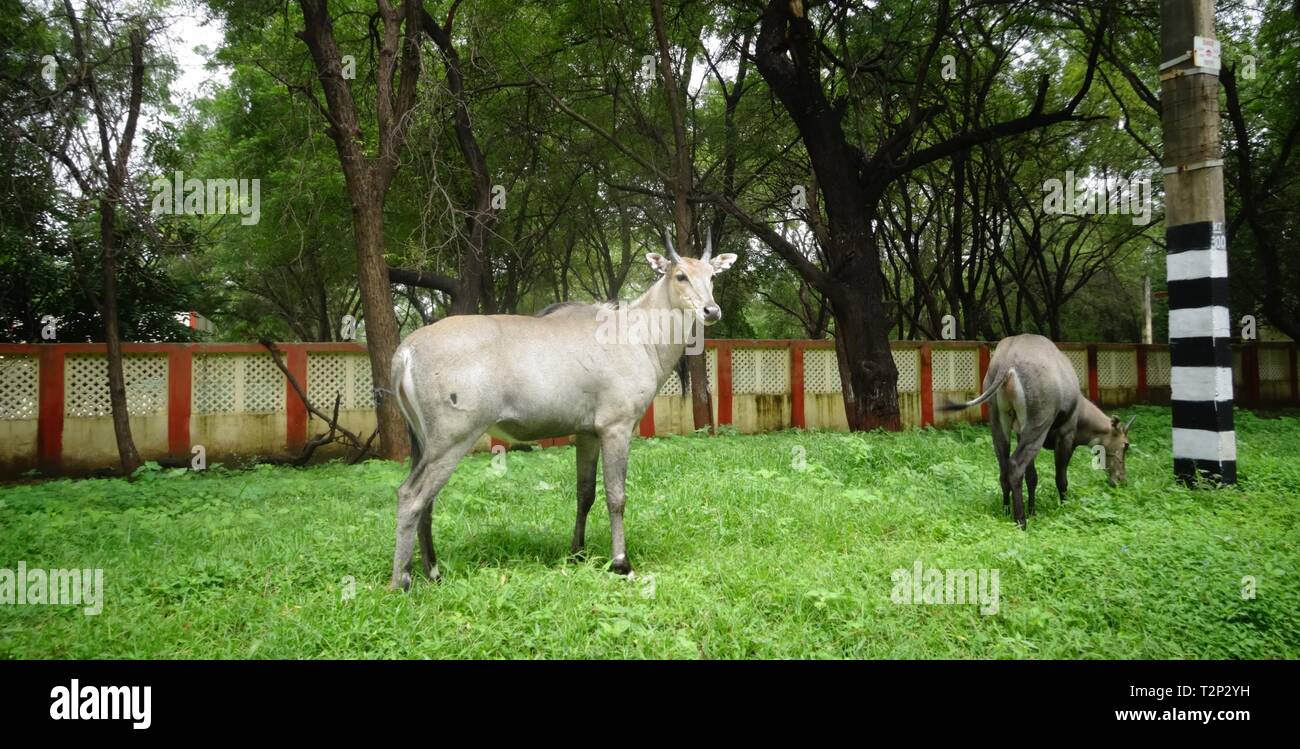 Bull bleu/Nilgai/antilope asiatique vu dans environnement naturel, Ahmedabad, Inde Banque D'Images