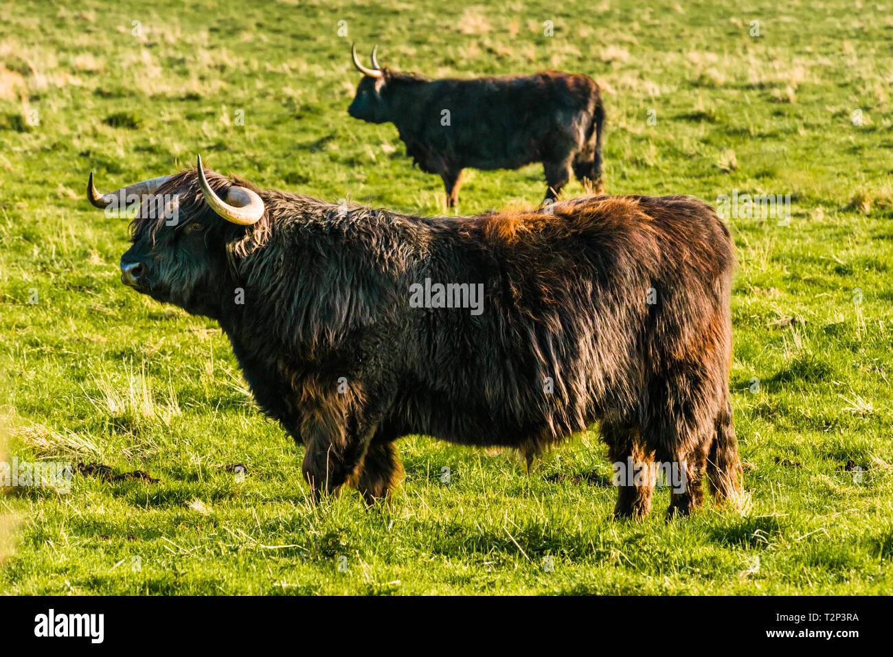Highland cattle grazing on Wicken Fen Réserve Naturelle dans le Cambridgeshire, East Anglia, Angleterre, Royaume-Uni. Banque D'Images