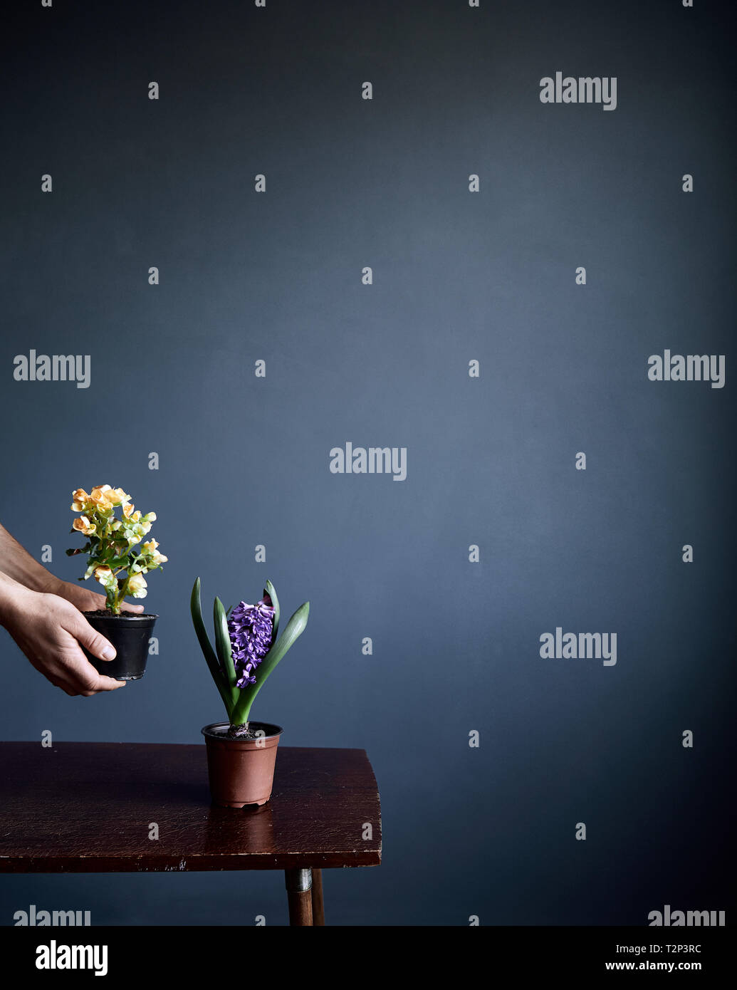 L'homme mettre des fleurs en pots sur la table rétro brun sur fond de mur gris avec de l'espace libre pour le texte Banque D'Images