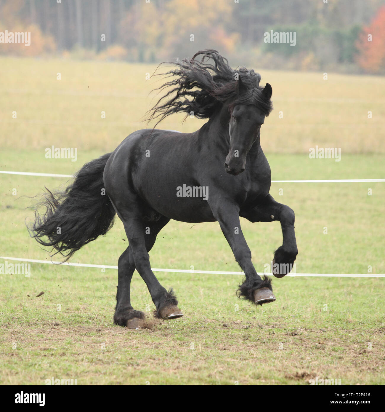 Magnifique étalon frison s'exécutant sur paturage en automne Banque D'Images