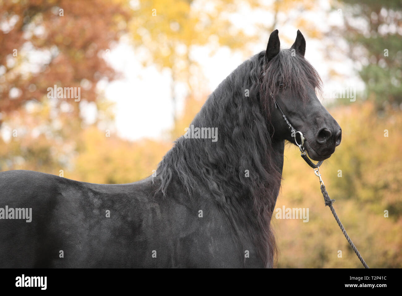 Portrait de beau noir étalon frison en automne Banque D'Images