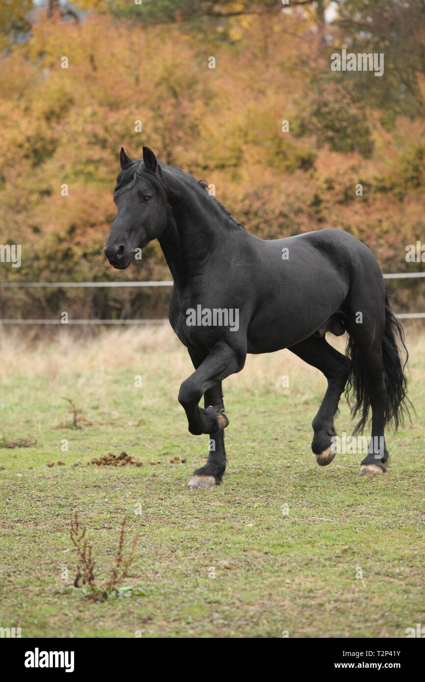 Magnifique étalon frison s'exécutant sur paturage en automne Banque D'Images
