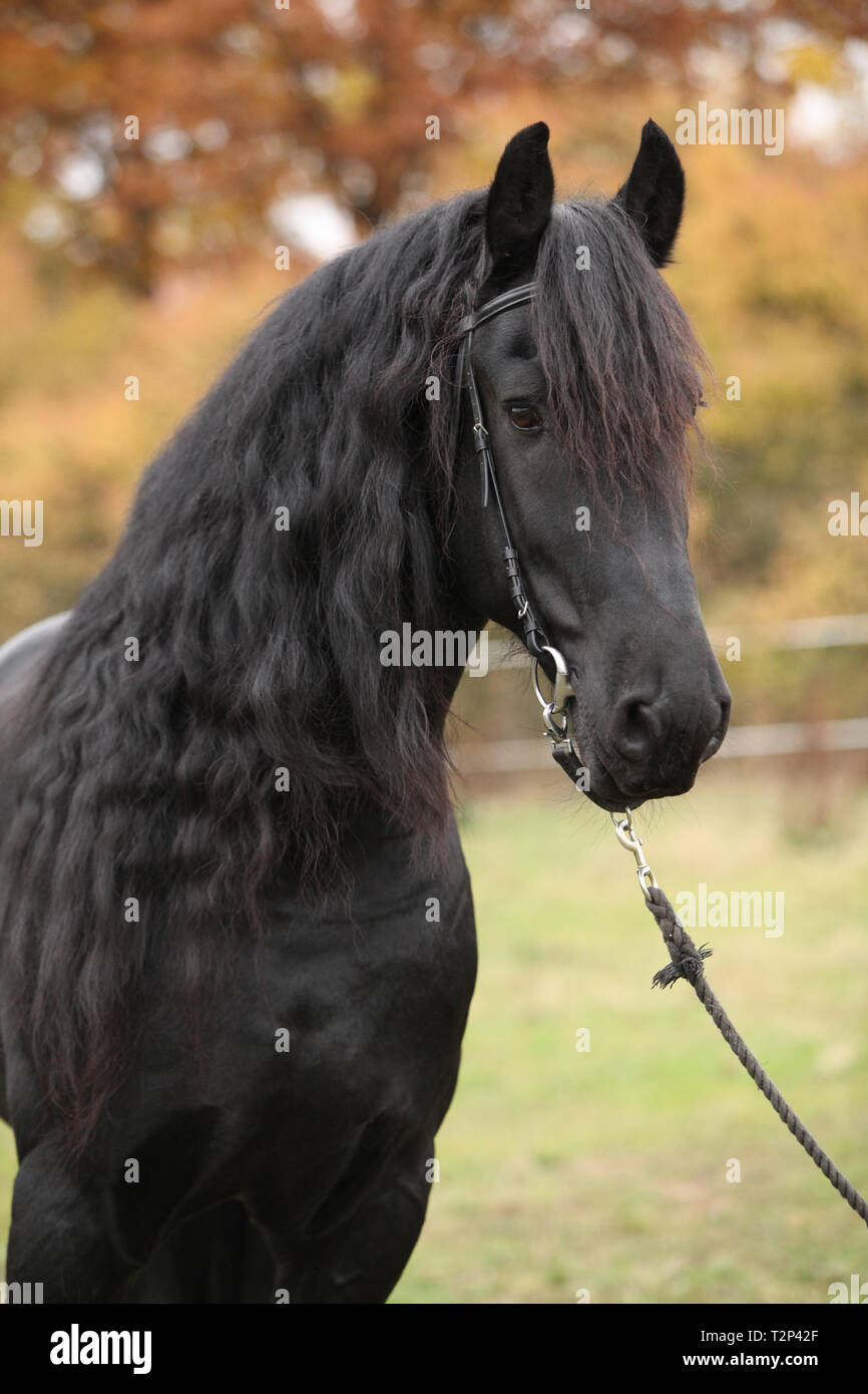 Portrait de beau noir étalon frison en automne Banque D'Images