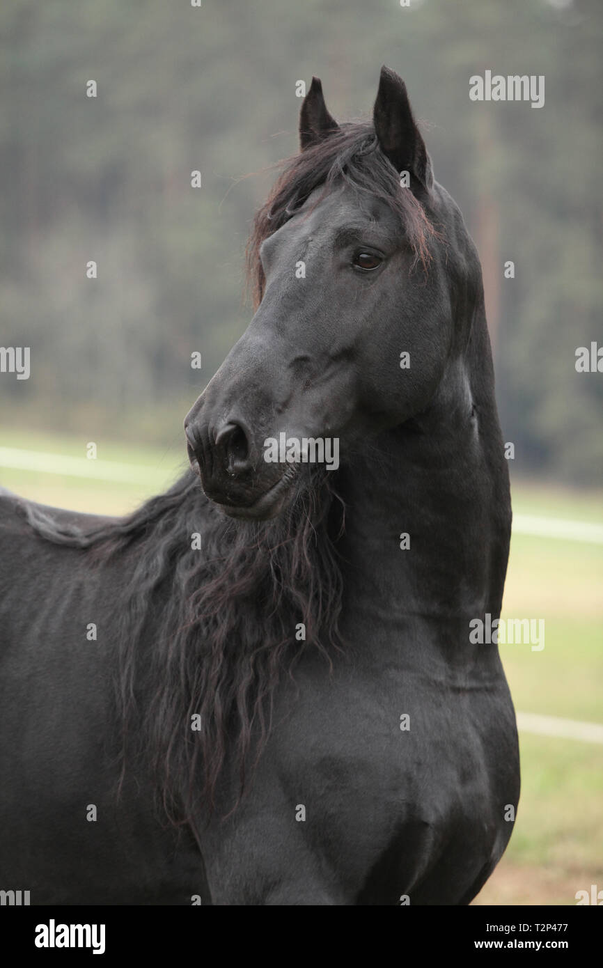 Portrait de beau noir étalon frison en automne Banque D'Images