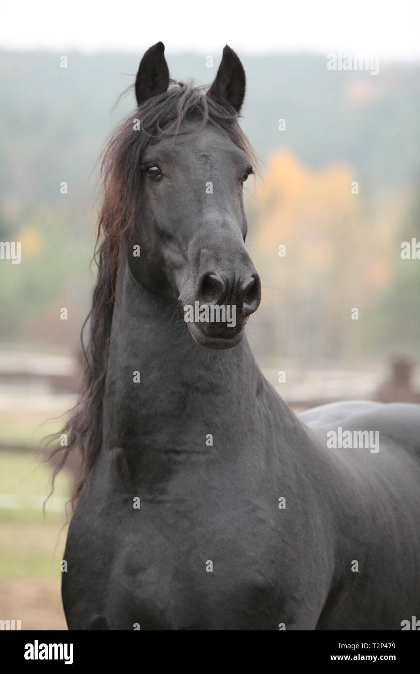 Portrait de beau noir étalon frison en automne Banque D'Images