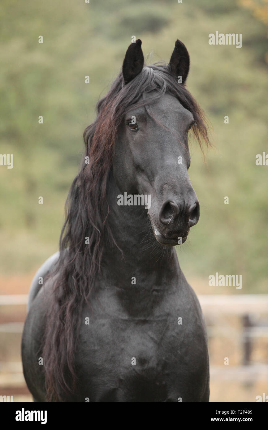 Portrait de beau noir étalon frison en automne Banque D'Images