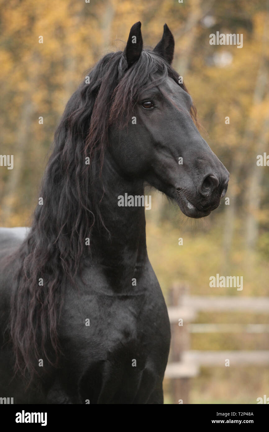Portrait de beau noir étalon frison en automne Banque D'Images