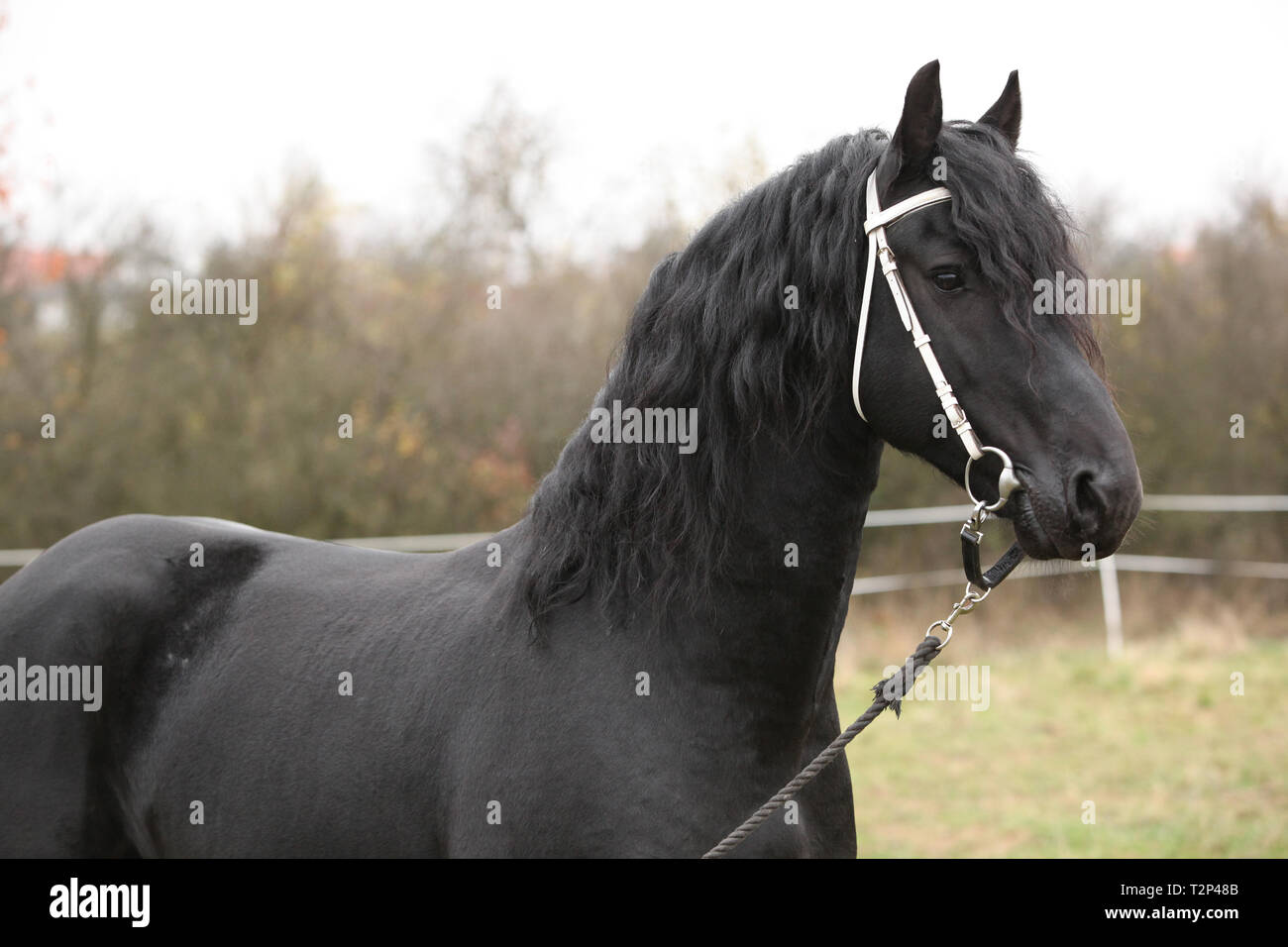 Portrait de beau noir étalon frison en automne Banque D'Images