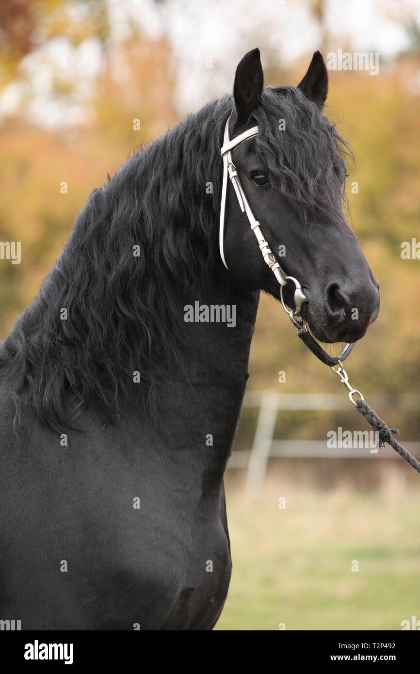 Portrait de beau noir étalon frison en automne Banque D'Images