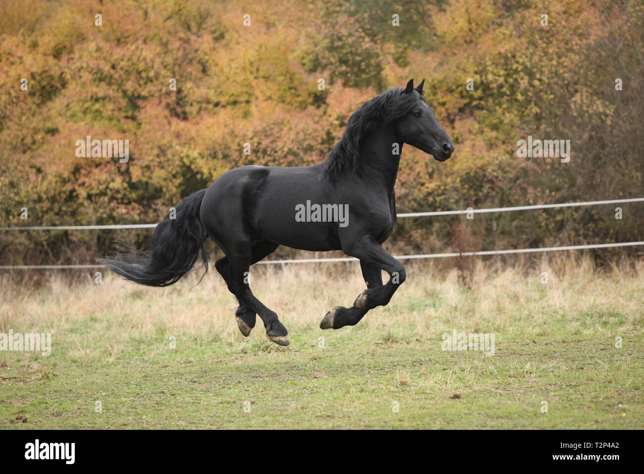 Magnifique étalon frison s'exécutant sur paturage en automne Banque D'Images