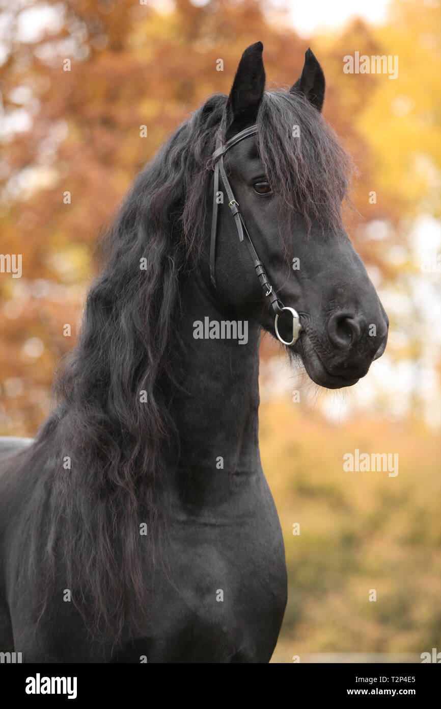 Portrait de beau noir étalon frison en automne Banque D'Images