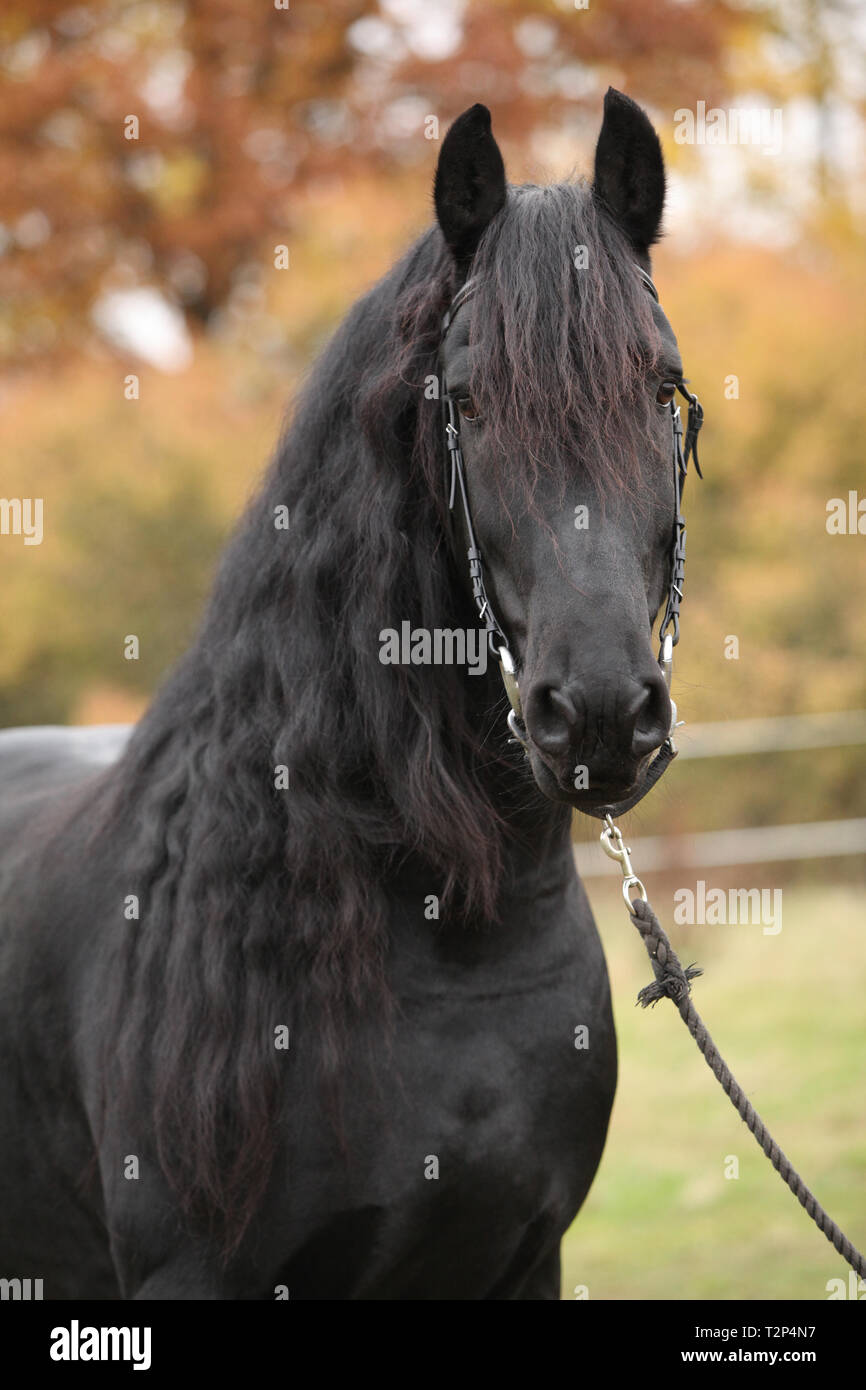 Portrait de beau noir étalon frison en automne Banque D'Images