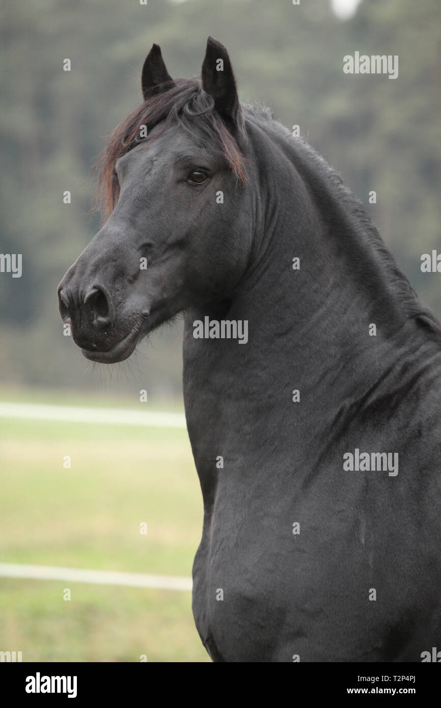 Portrait de beau noir étalon frison en automne Banque D'Images
