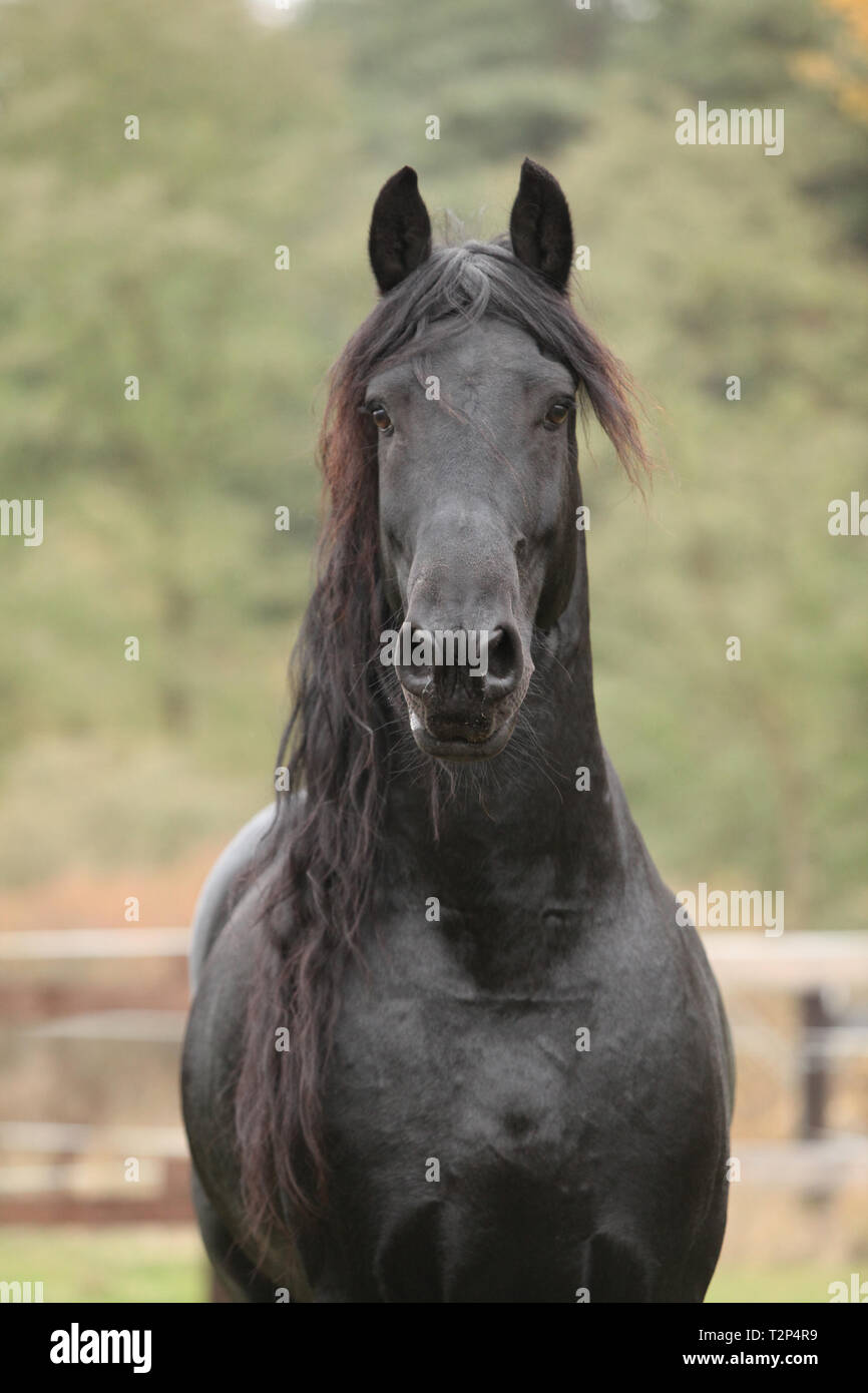 Portrait de beau noir étalon frison en automne Banque D'Images