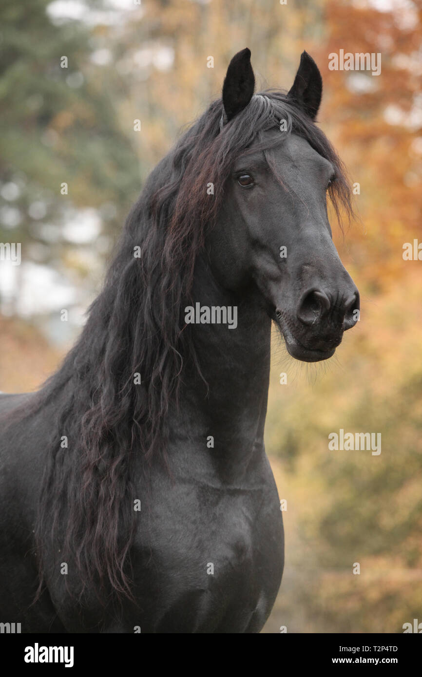 Portrait de beau noir étalon frison en automne Banque D'Images