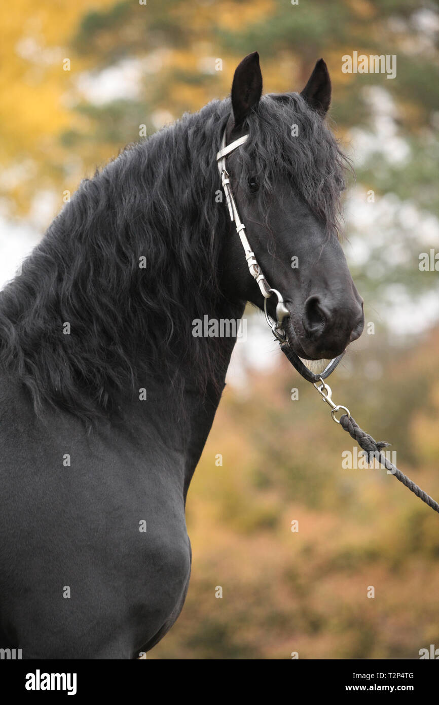 Portrait de beau noir étalon frison en automne Banque D'Images