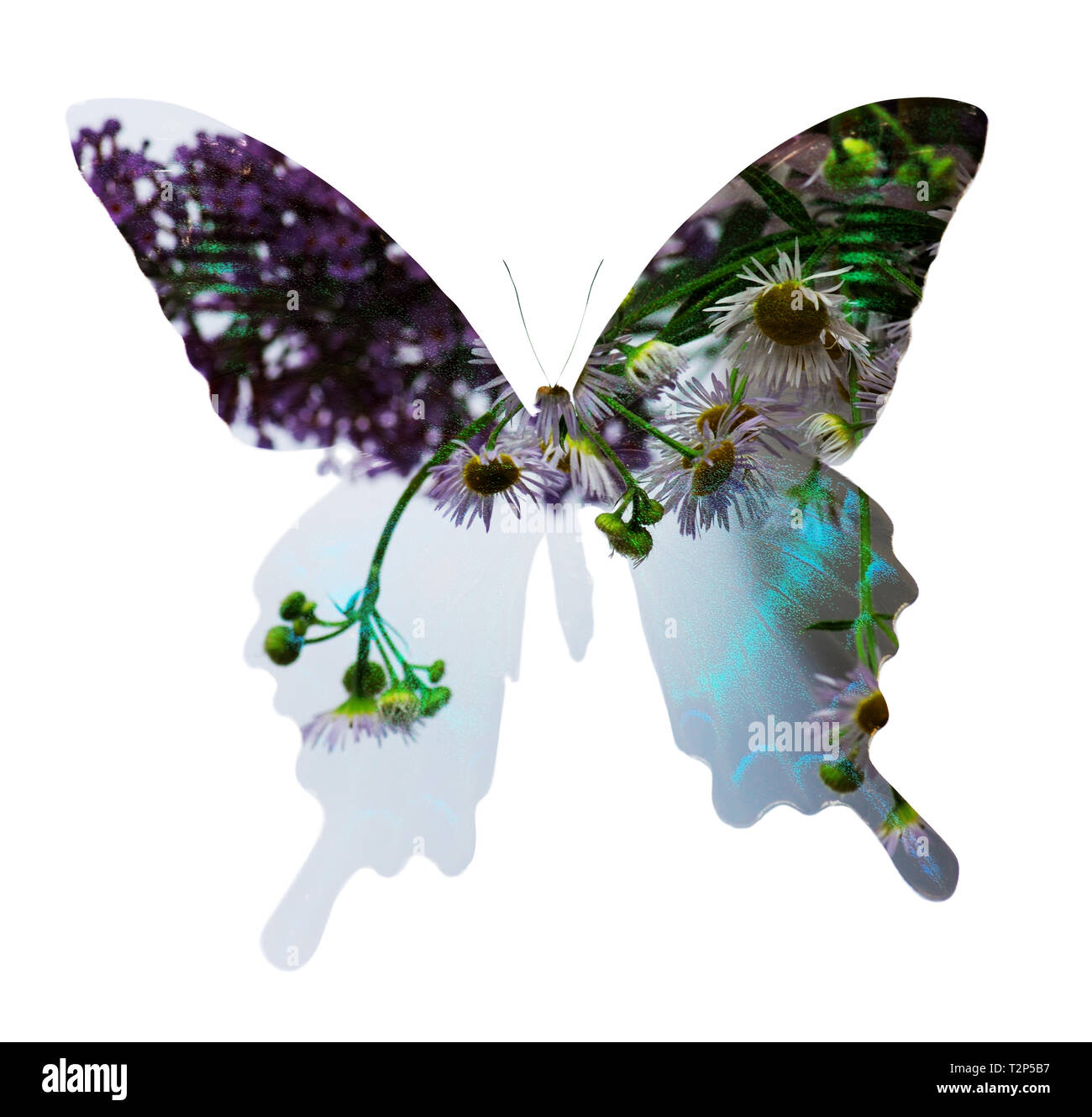 Les deux côtés de l'image Fleurs et papillon Banque D'Images