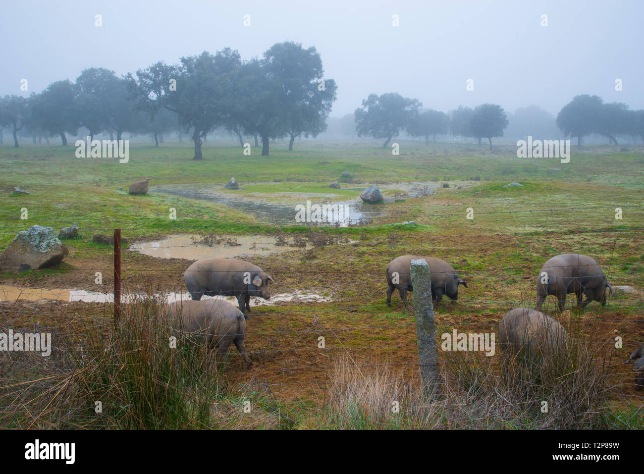 Les porcs ibériques dans un pré. La vallée de Los Pedroches, province de Cordoue, Andalousie, espagne. Banque D'Images