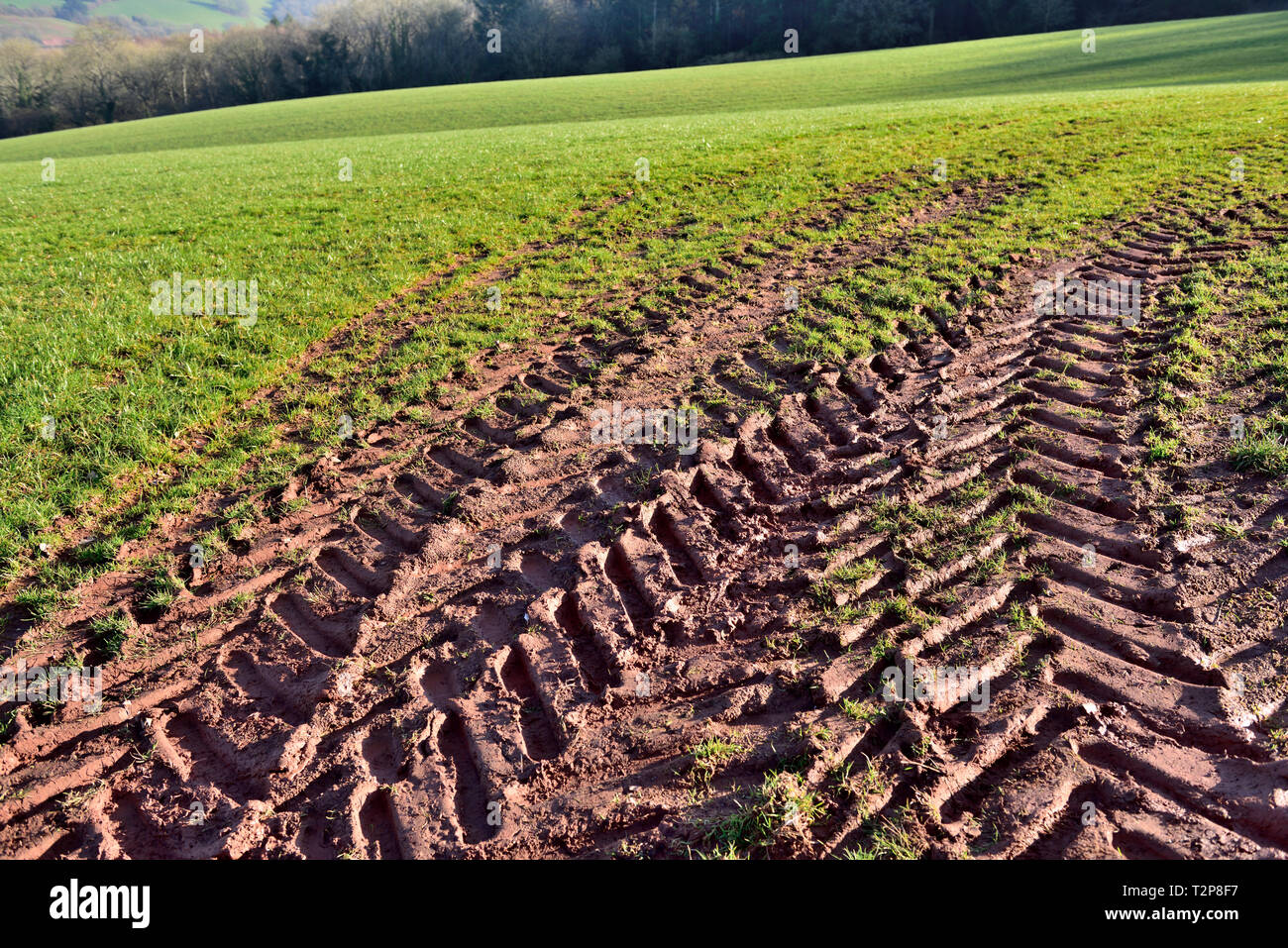 La bande de roulement des pneus du tracteur les voies dans un sol meuble dans domaine agricole Banque D'Images