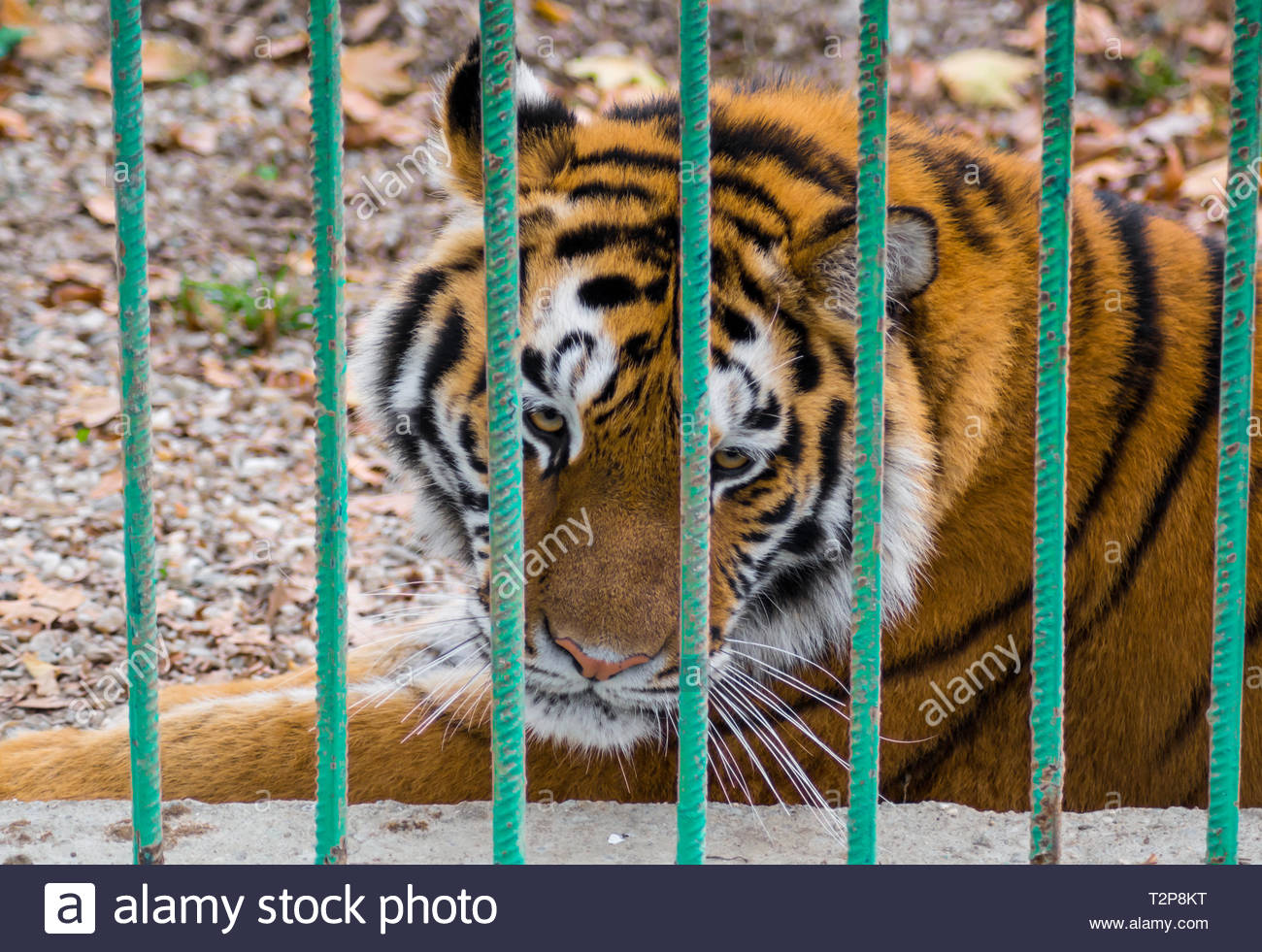 Triste Tigre De Sibérie à La Recherche à Travers Les
