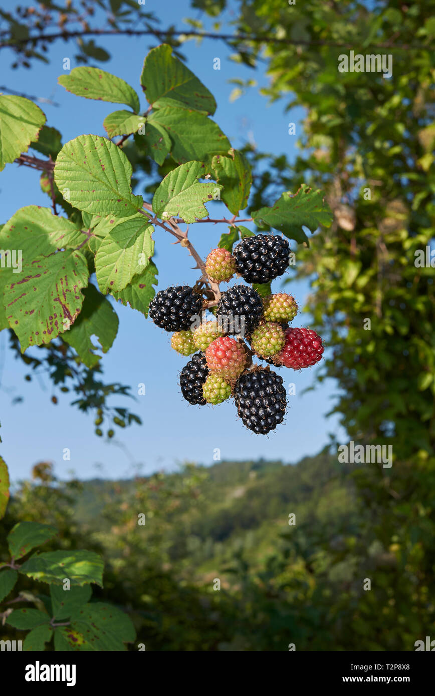 Rubus ulmifolius blackberry avec la direction générale Banque D'Images