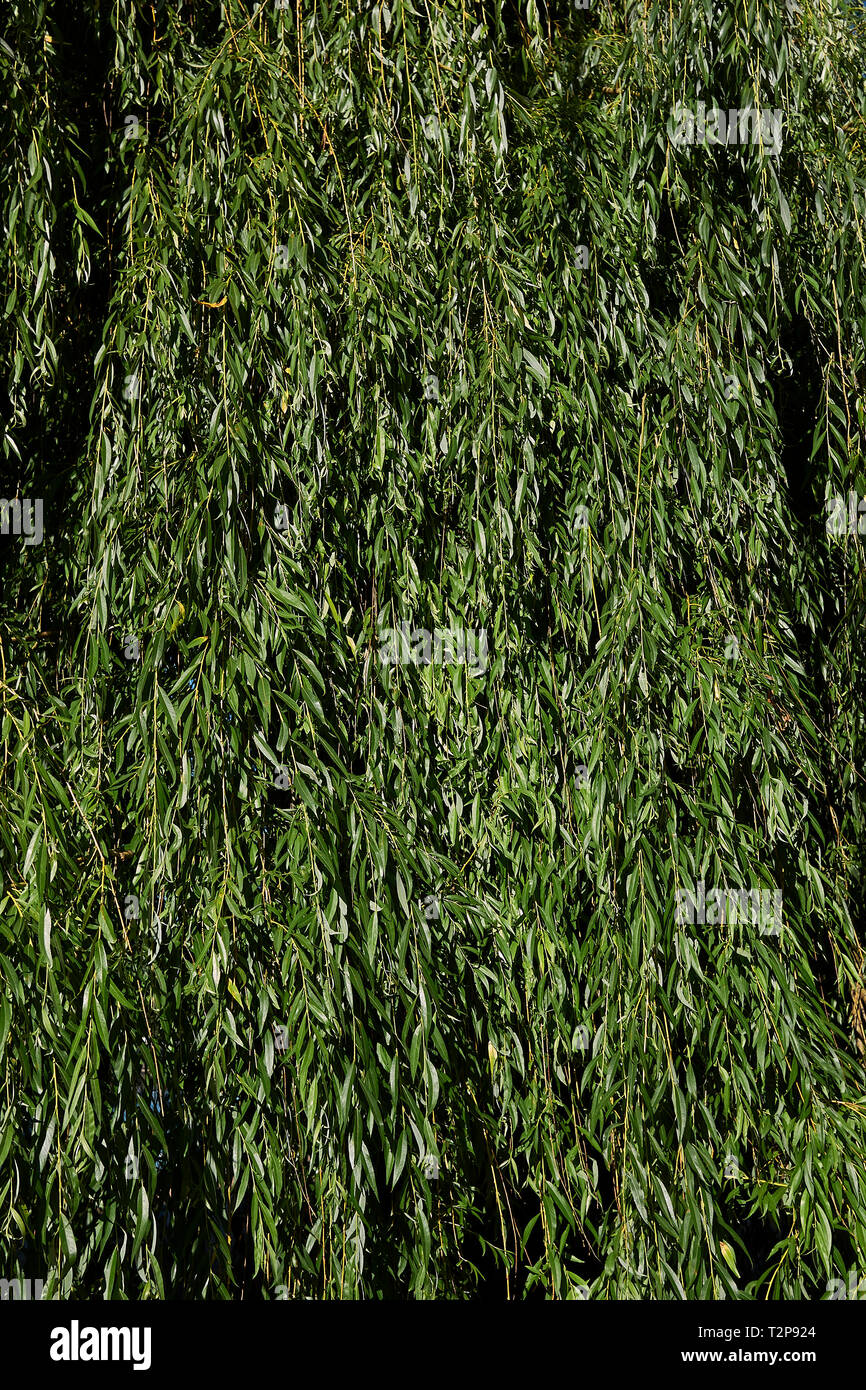 Salix babylonica le feuillage frais Banque D'Images