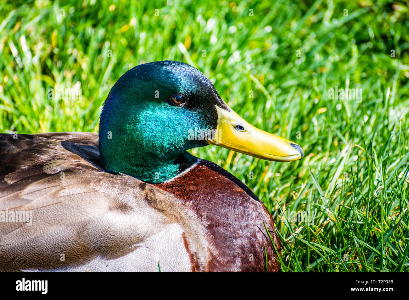 Close up de tête de couleur vive d'un mâle canard colvert (Anas platyrhynchos) ; Green grass meadow en arrière-plan ; San Diego, Californie Banque D'Images