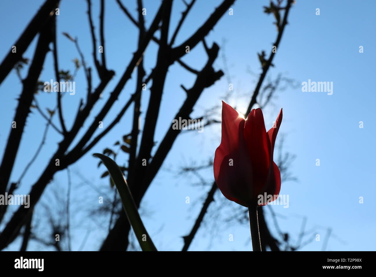 Tulip dans l'éclairage du soleil comme un messager du printemps Banque D'Images