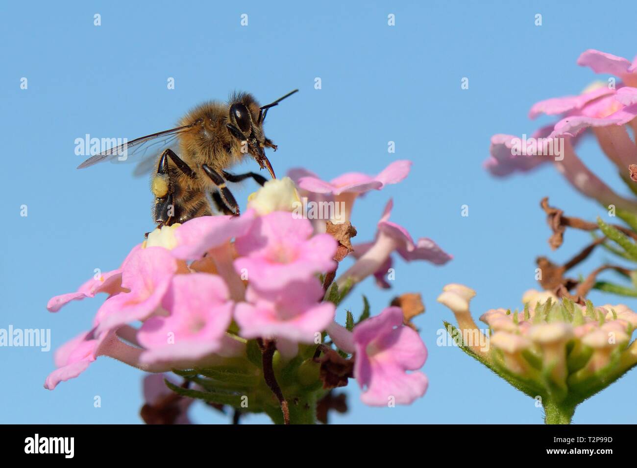 Abeille à miel (Apis mellifera) Lantana sur nectar de fleurs, de Majorque, en Espagne, en août. Banque D'Images