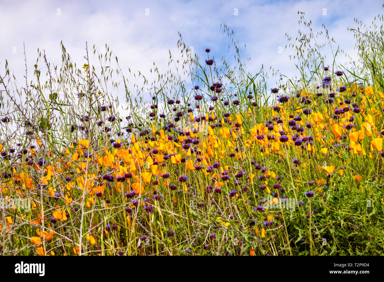 Le pavot de Californie (Eschscholzia californica) et chia (Salvia hispanica) qui fleurit sur les collines de Walker Canyon au cours de l'superbloom, Lake Elsinore, Banque D'Images