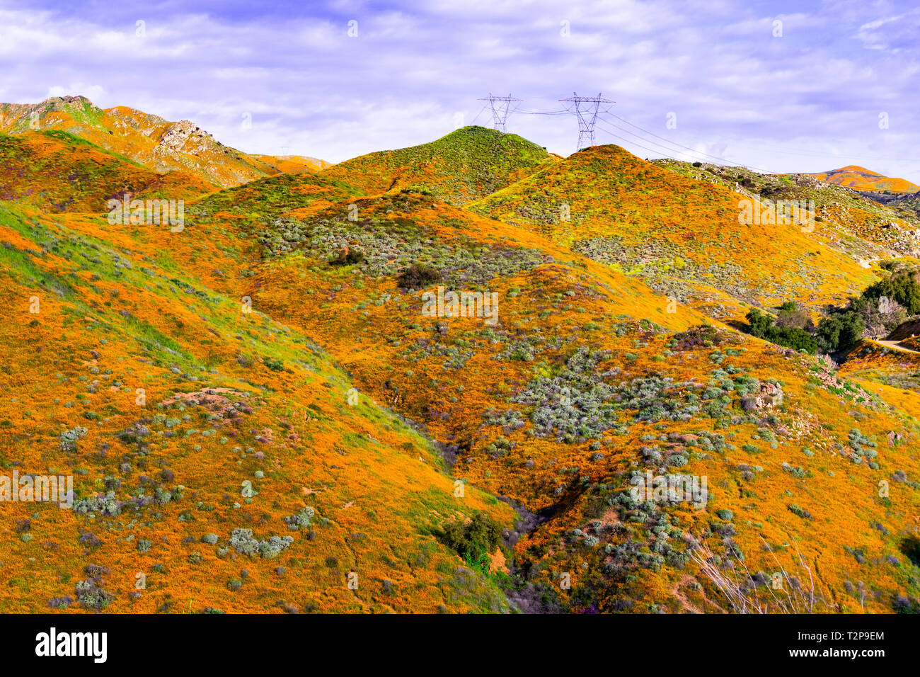 Paysage de Canyon au cours de l'superbloom Walker, coquelicots de Californie couvrant la vallée de montagnes et de crêtes, Lake Elsinore, Californie du sud Banque D'Images