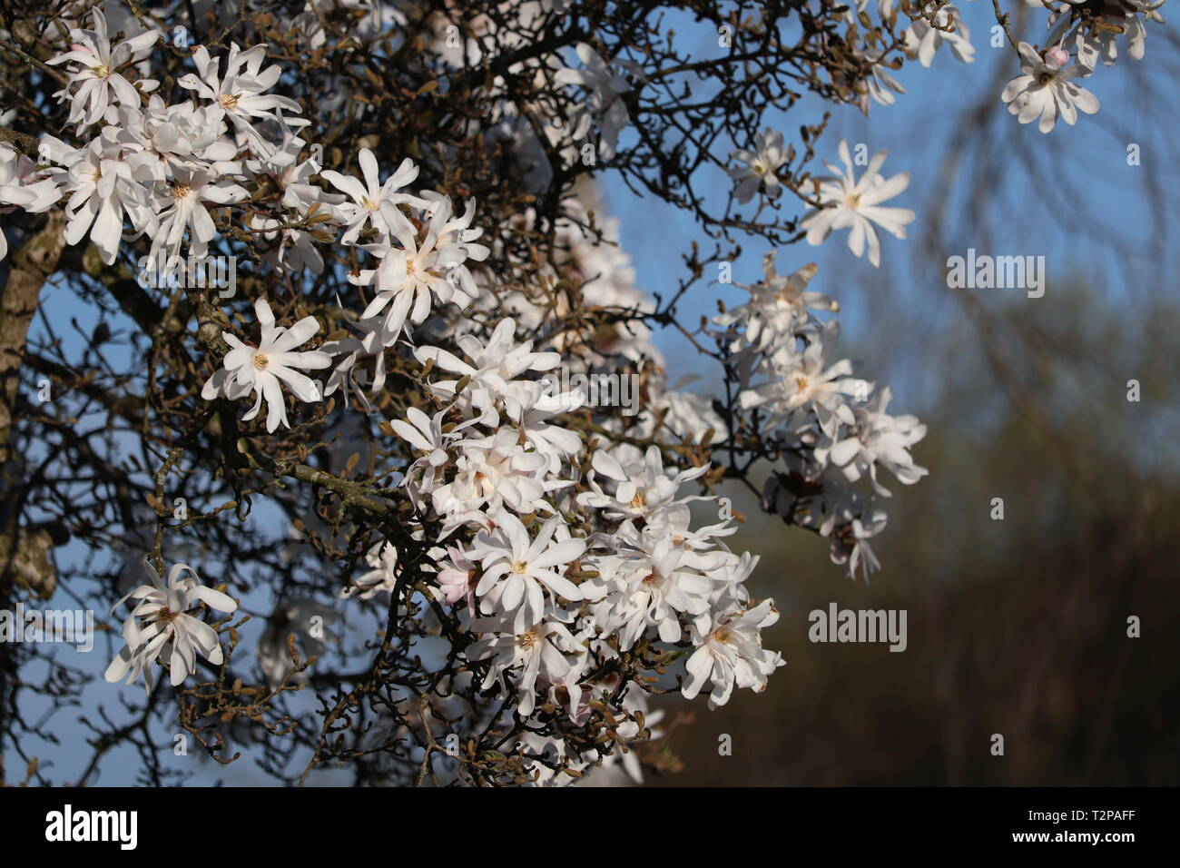 Belle étoile magnolia au printemps avec le beau temps Banque D'Images
