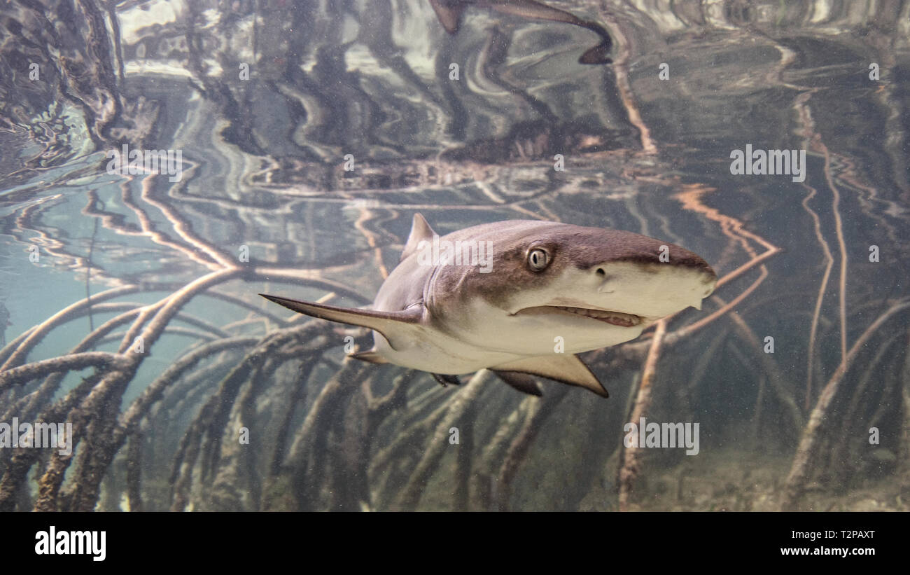 Sous Vue De Bebe Requin Citron Natation Parmi Les Mangroves Alice Town Bimini Bahamas Photo Stock Alamy