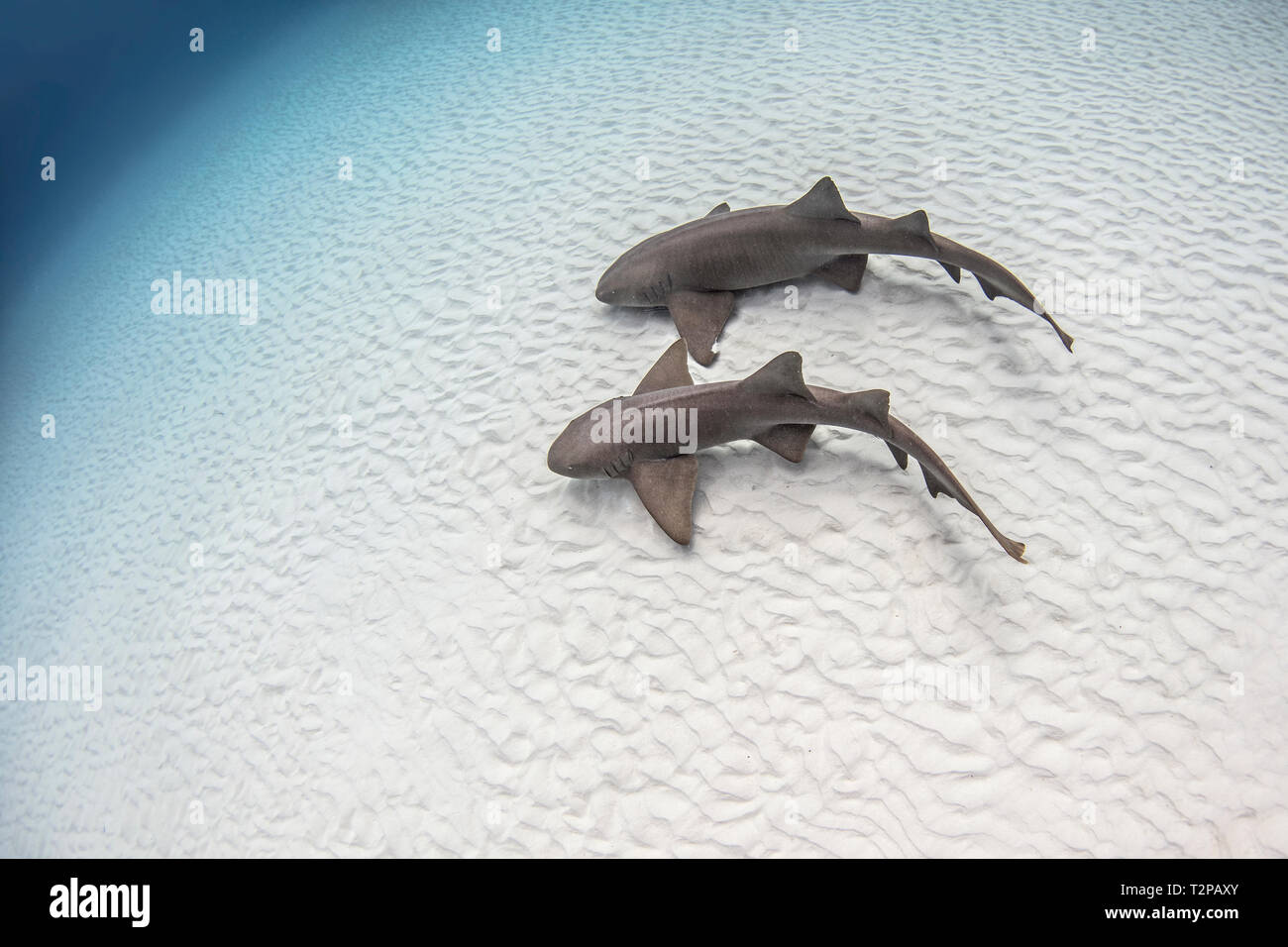 Sous-vue de paire de requins nourrice sur fond de sable, high angle view, Alice Town, Bimini, Bahamas Banque D'Images