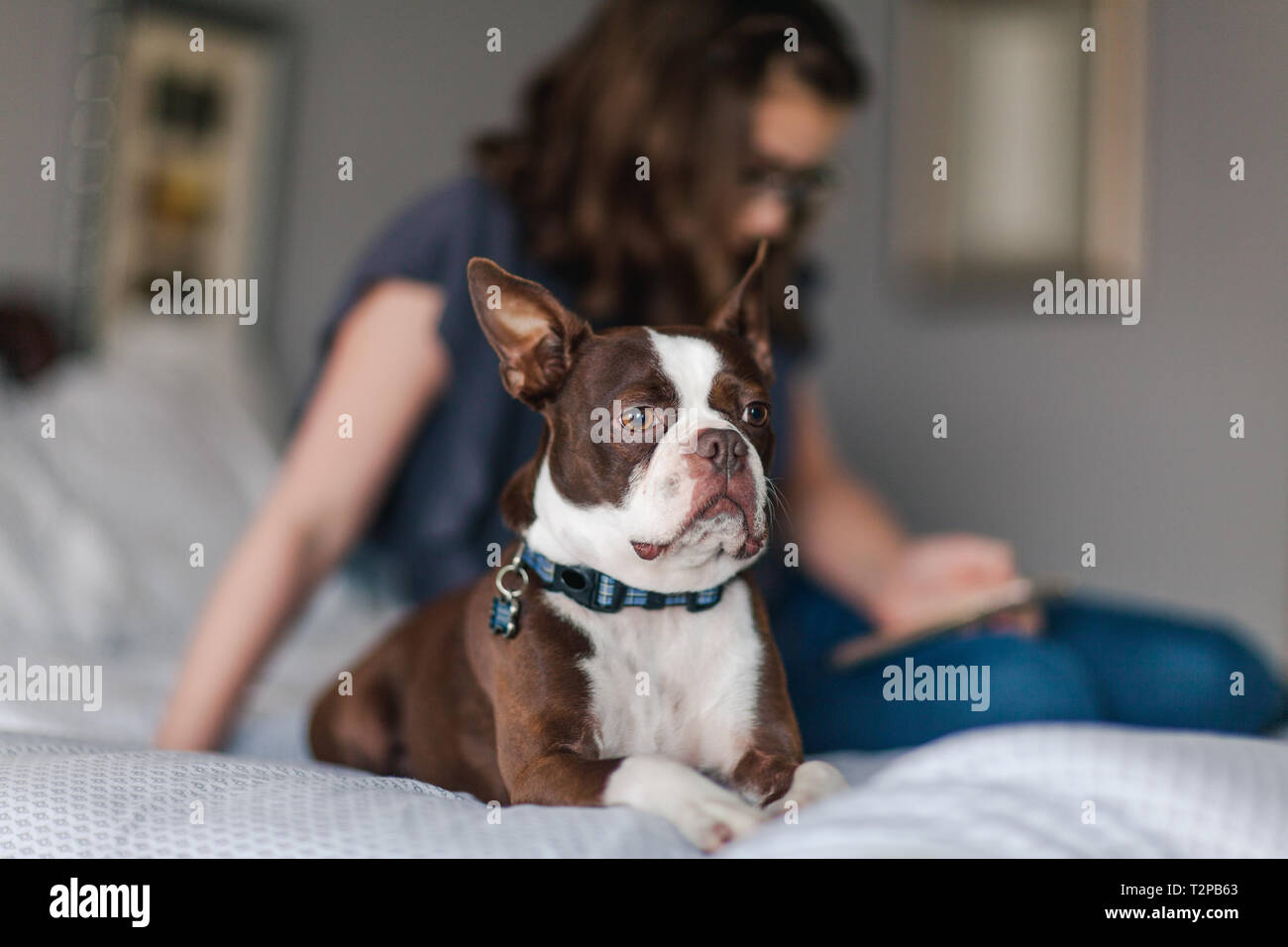 Pet dog on bed, girl using smartphone en arrière-plan Banque D'Images