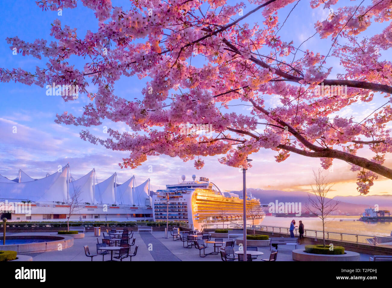 Des signes certains de printemps. Fleurs de cerisier et premier bateau de croisière de la saison, Vancouver, British Columbia, Canada Banque D'Images