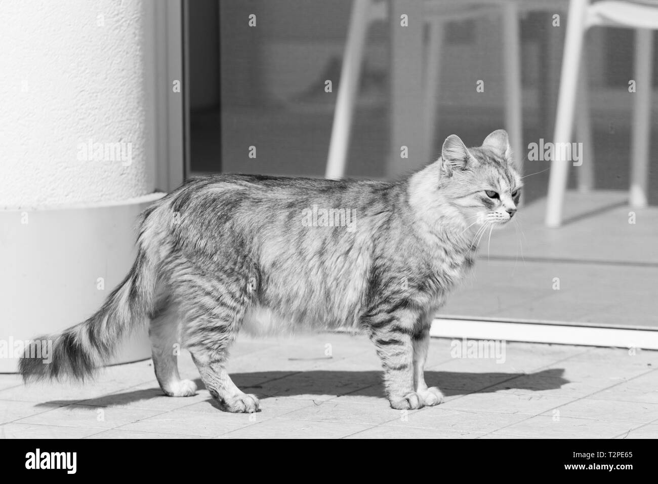 Cute cat aux cheveux longs de l'élevage dans un jardin, la race sibérienne Banque D'Images