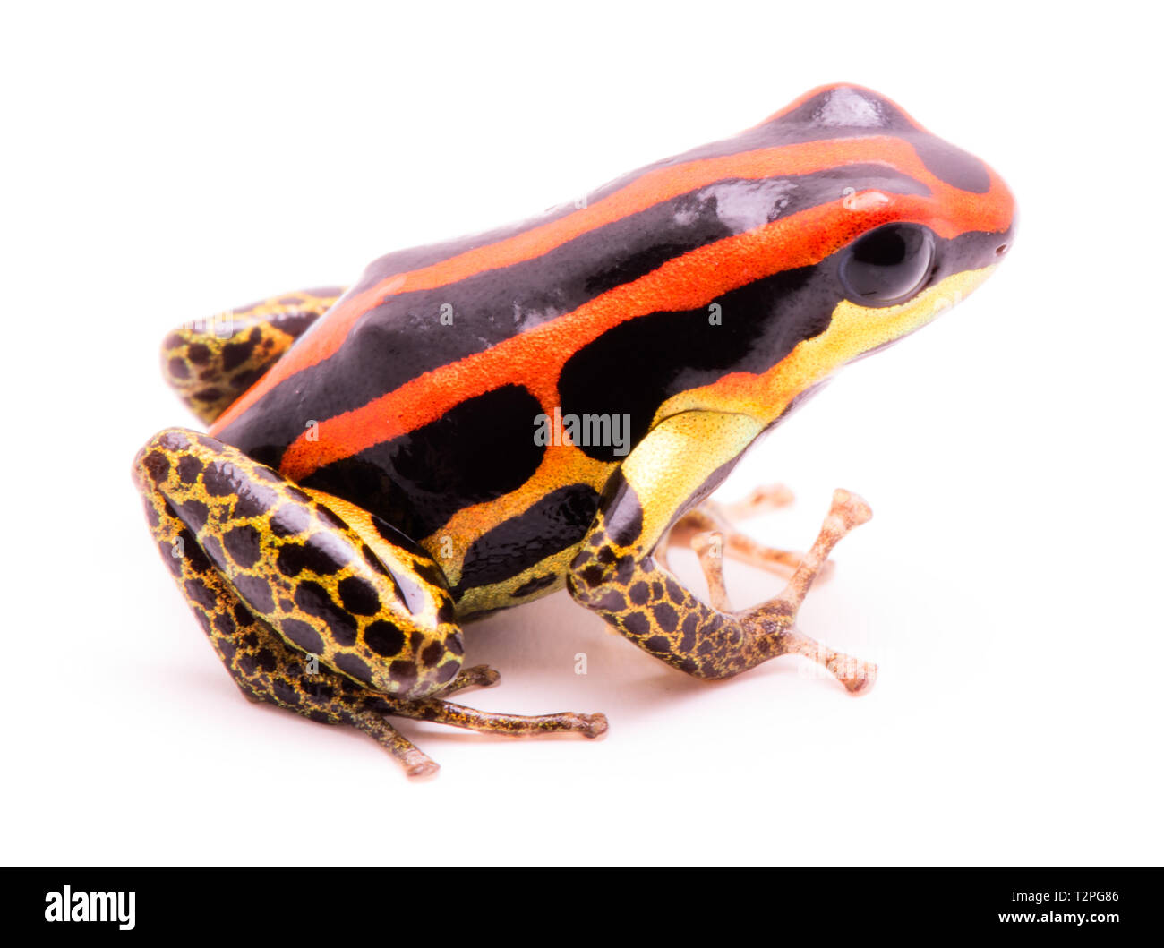 Poison dart frog ou flèches, Ranitomeya uakarii jambes dorées morph. Une Dendrobates de la forêt amazonienne au Pérou. Cet animal vit dans les régions tropicales Amaz Banque D'Images