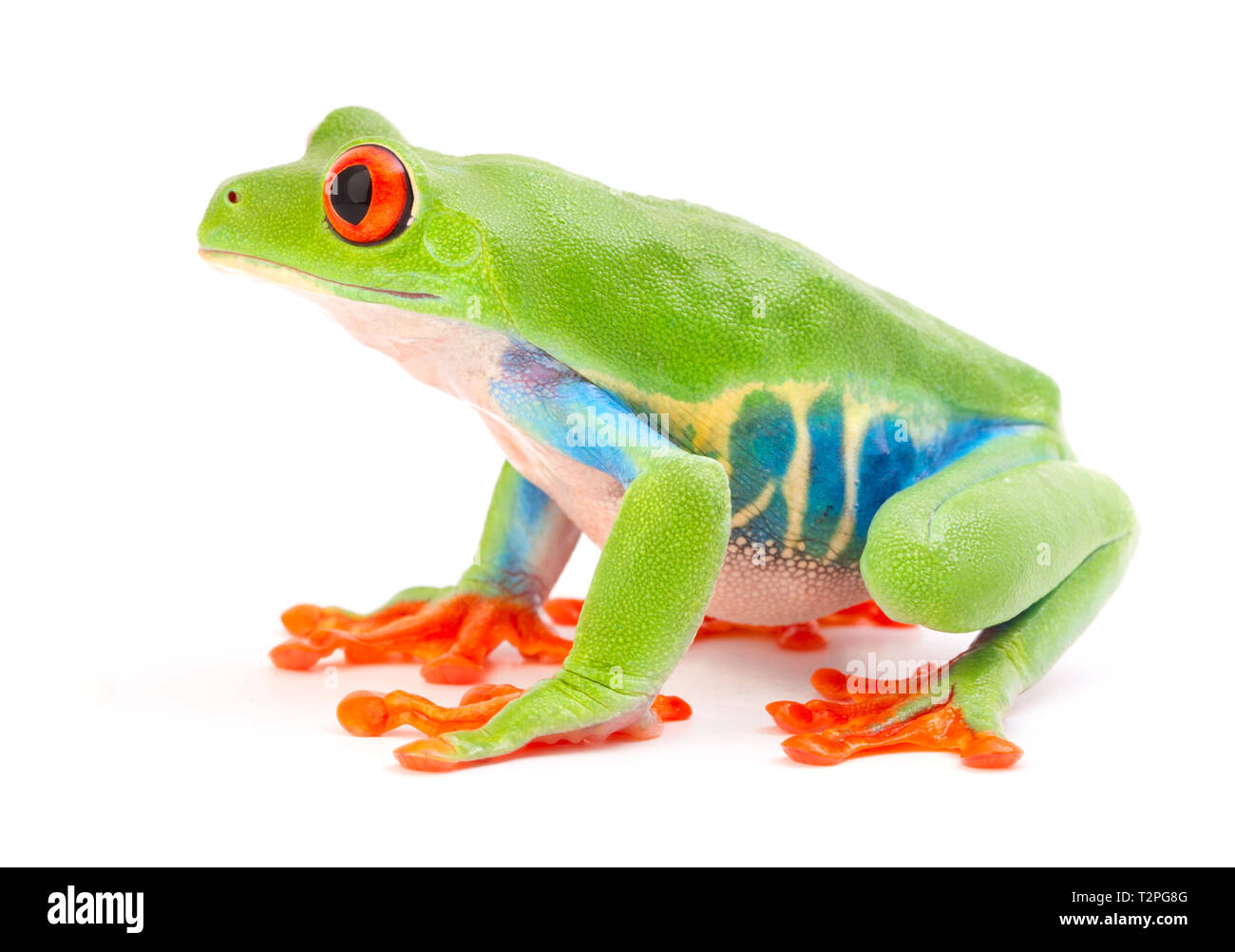 Red eyed tree frog, Agalychnis callydrias. Un animal de la forêt tropicale isolé sur un fond blanc. Banque D'Images