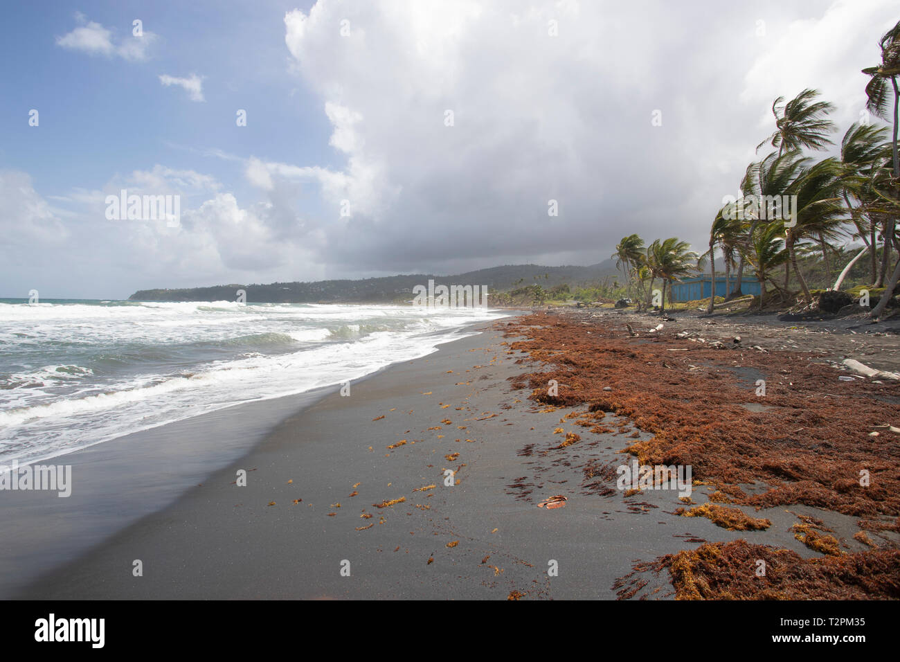 Plage côtière, Londonderry, Dominique, Caraïbes Banque D'Images