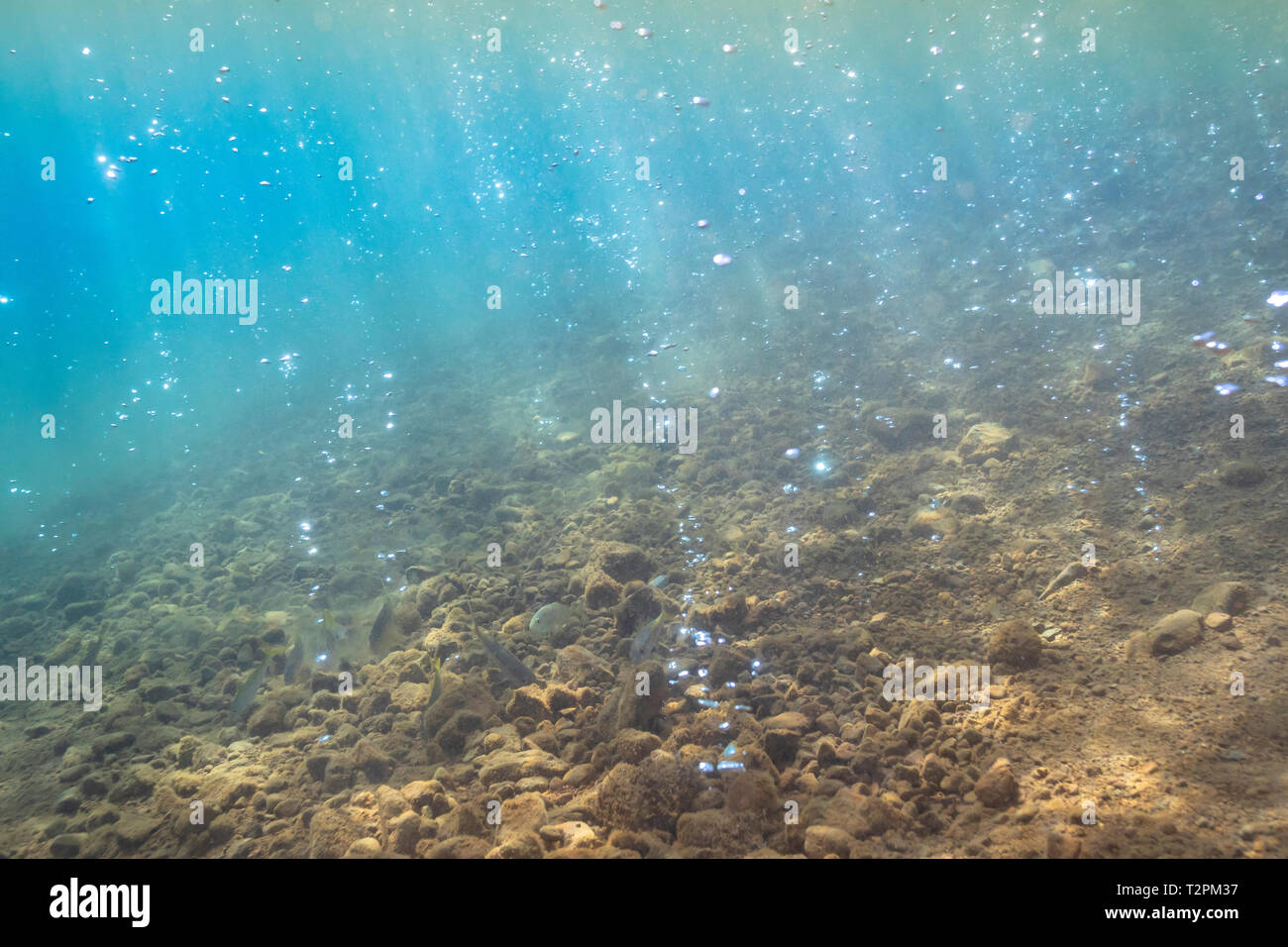 Des bulles sous l'eau, géothermie, Soufrière, Dominique Banque D'Images